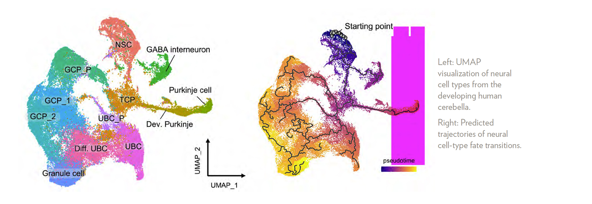 Left: UMAP visualization of neural cell types from the developing human cerebella. Right: Predicted trajectories of neural cell-type fate transitions.