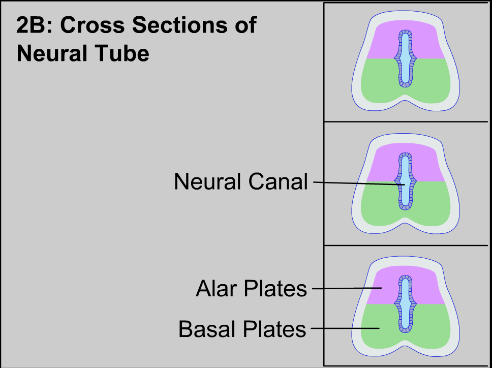 Cross Sections of the Neural Tube