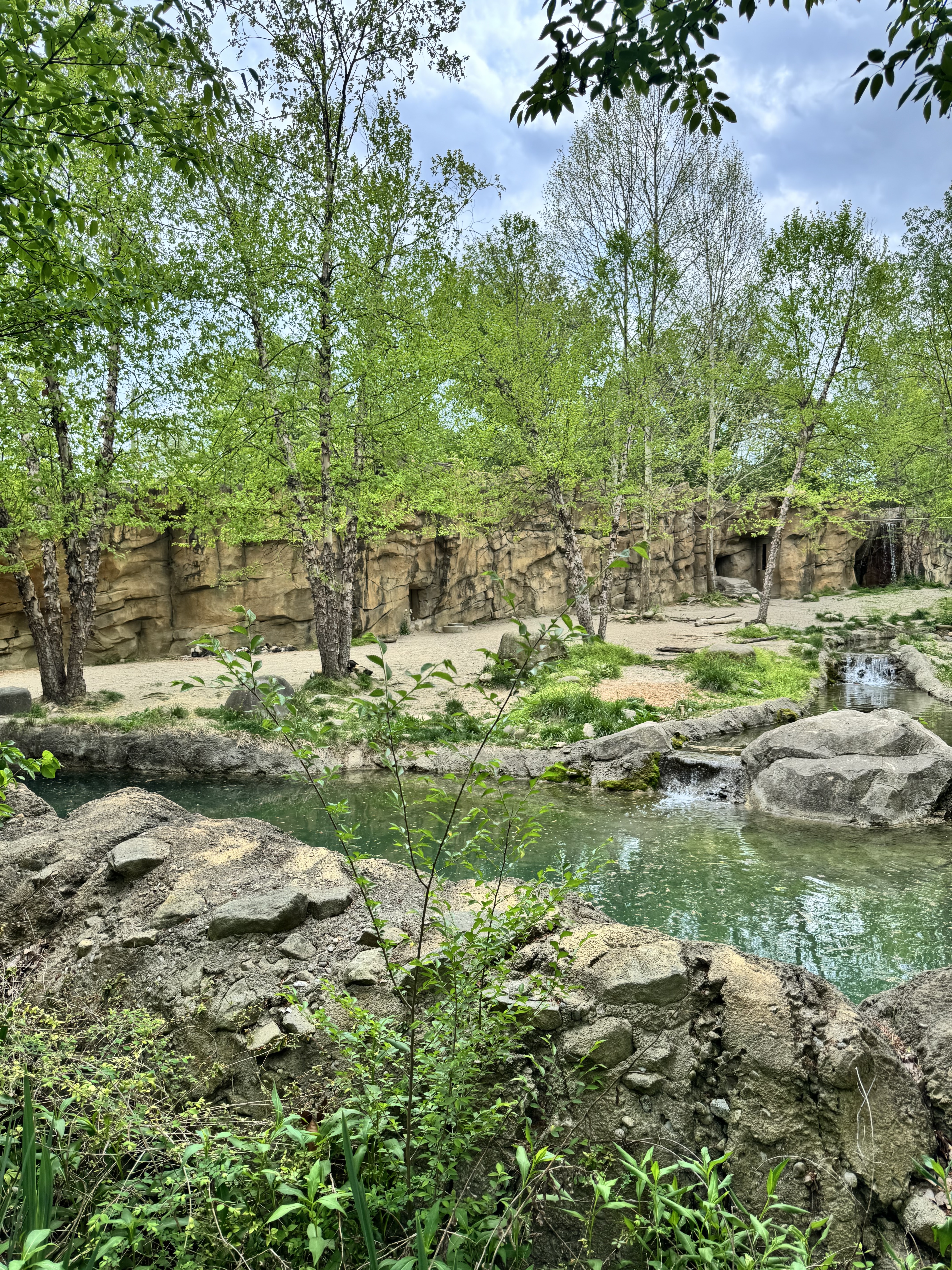 Cincinnati Zoo spotted wild dog habitat with trees and a pond