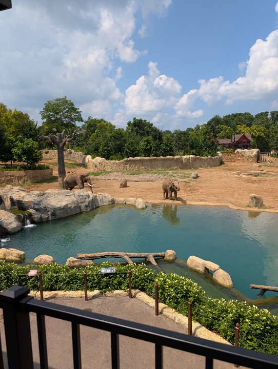 elephants in an exhibit at a zoo