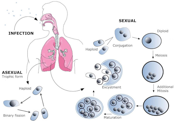 Proposed life cycle of Pneumocystis of Pneumocystis jirovecii