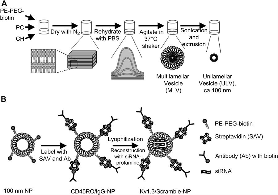 nanoparticle-scheme