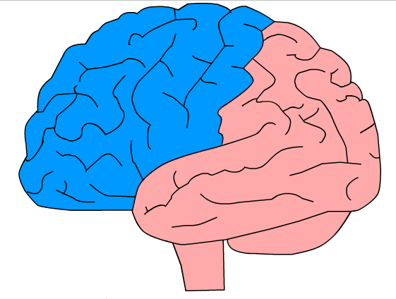 Brain illustration with frontal lobes highlighted