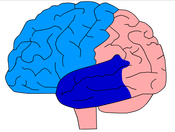 Brain illustration with frontal and temporal lobes highlighted