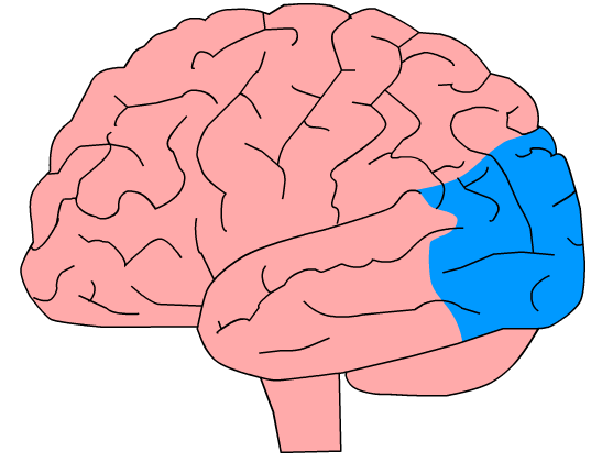 Brain illustration with occipital lobes highlighted