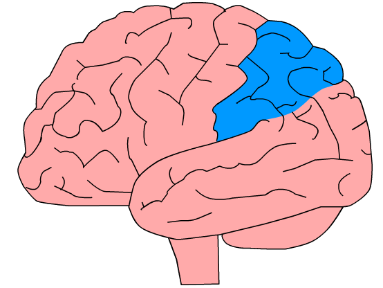 Brain illustration with parietal lobes highlighted