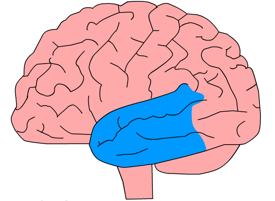 Brain illustration with temporal lobes highlighted