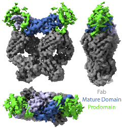 Negative Stain EM visualizes differences in ligand-bound and unbound forms of the AMH prodomai