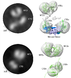 Image of 3.3 Å cryo-EM structure of antibody Fab fragments-bound Ca2+ channel Orai in the open conformation