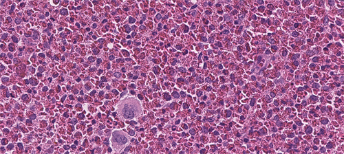 slide of a cell
