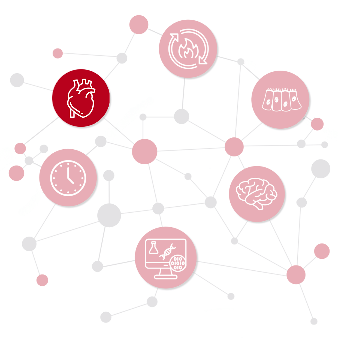 Schematic of networked icons representing PPN Research Areas with Cardiovascular Biology highlighted