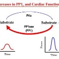 ProteinKinases