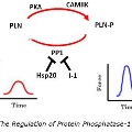 ProteinPhosphatase-1