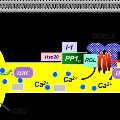 SRCa-RegulatomeinCardiacFunction