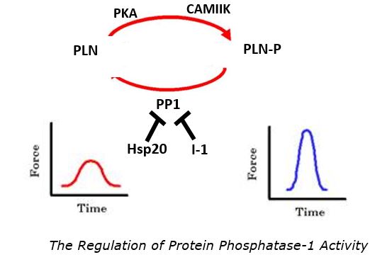 ProteinPhosphatase-1
