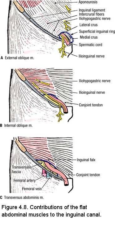The Inguinal Canal - Boundaries - Contents - TeachMeAnatomy