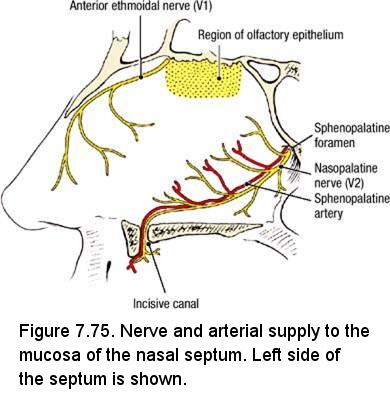 Lateral Wall of the Nasal Cavity