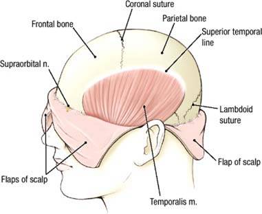 Electronic Dissection Manual - Head and Neck Part 1