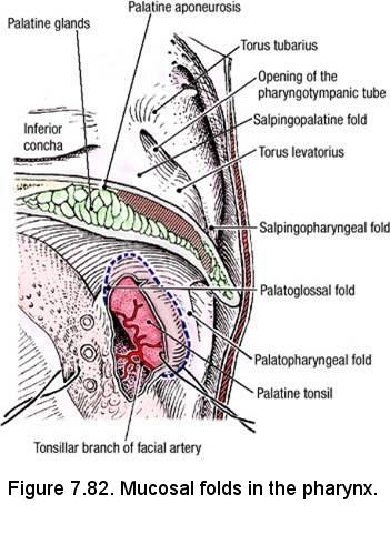 Salpingopharyngealfalte