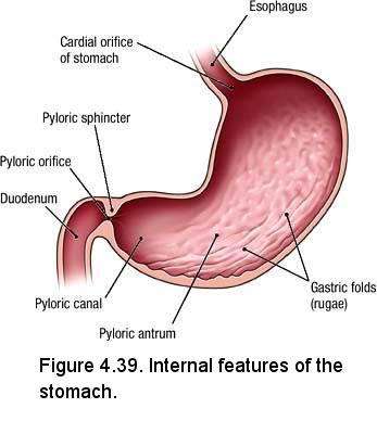 Abdominal exploration - series—Normal anatomy: MedlinePlus Medical  Encyclopedia