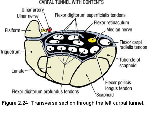 A longitudinal line from the hook of the hamate to the midline of the