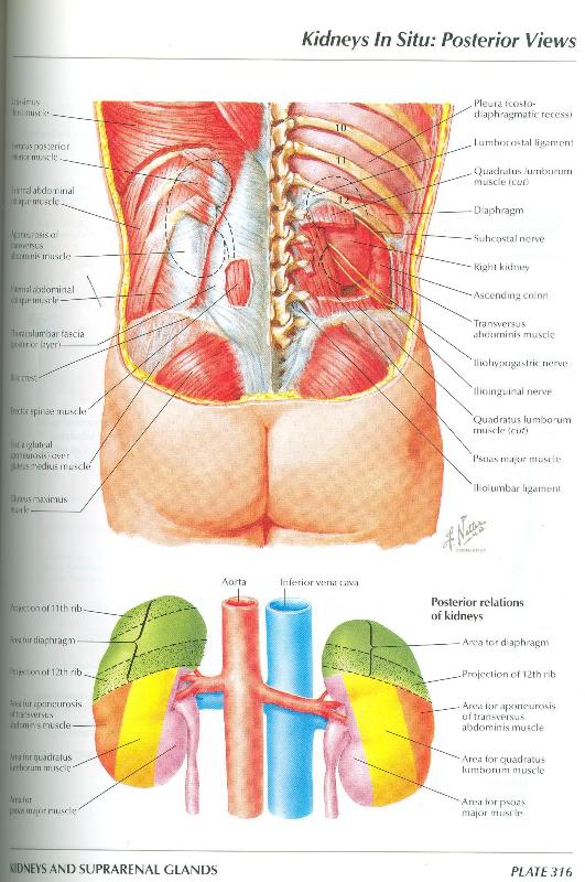 psoas muscle and kidney