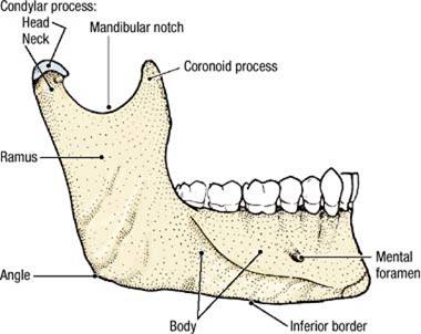 Electronic Dissection Manual - Head and Neck Part 1