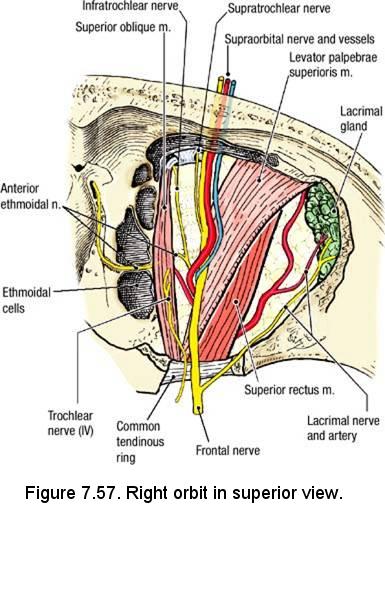 Electronic Dissection Manual - Head and Neck Part 1