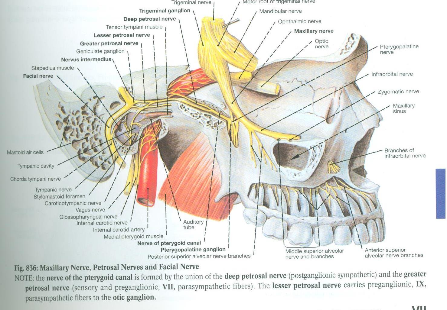 Electronic Dissection Manual - Head and Neck Part 3