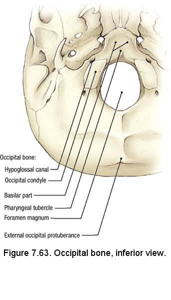 Electronic Dissection Manual - Head and Neck Part 3