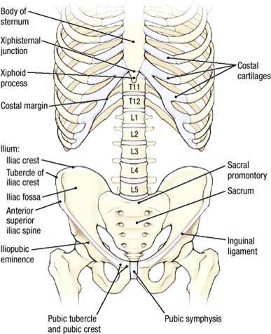 Electronic Dissection Manual - Gastrointestinal-Endocrine-Reproduction ...