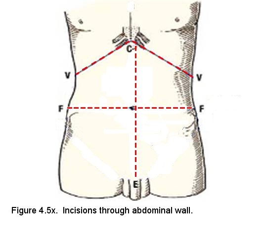 Electronic Dissection Manual - Gastrointestinal-Endocrine-Reproduction ...