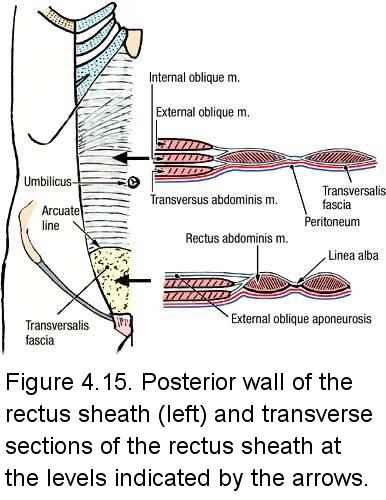 Electronic Dissection Manual - Gastrointestinal-Endocrine-Reproduction ...