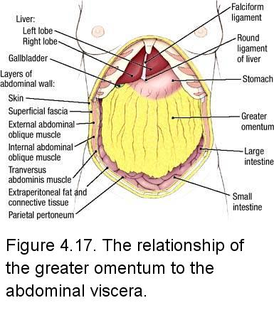 Electronic Dissection Manual - Gastrointestinal-endocrine-reproduction 