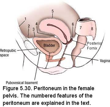 Male pelvic cavity  Internal organs of the male pelvic cavi