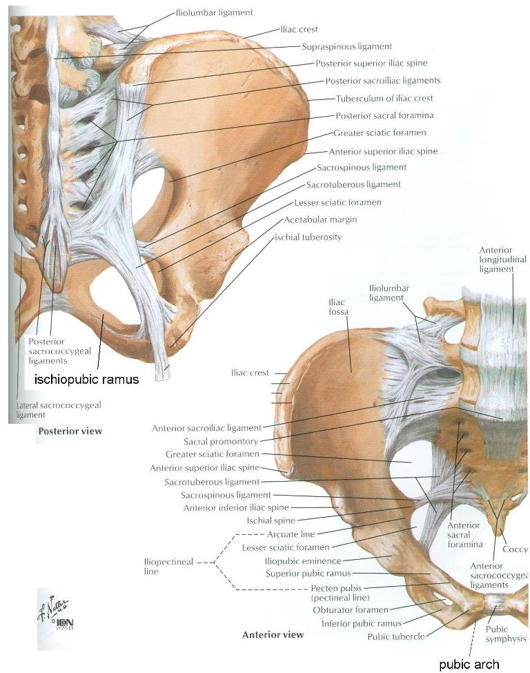 obturator internus lesser sciatic foramen