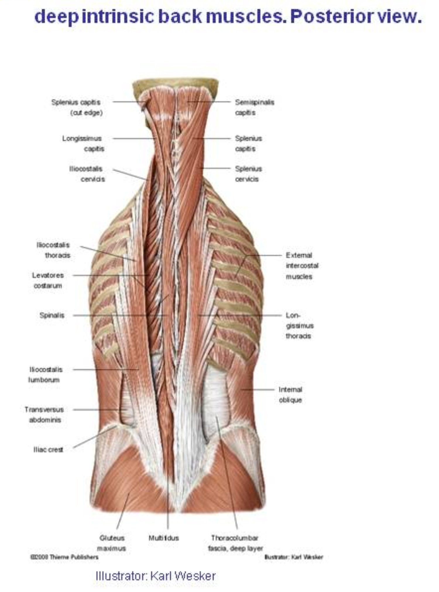 levatores costarum cadaver